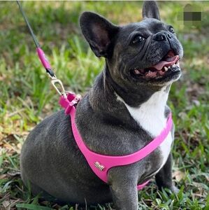 Bonefly Dog Harness Leash and bag dispenser